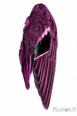 Anatra ala - 5 x 13 cm - rosa